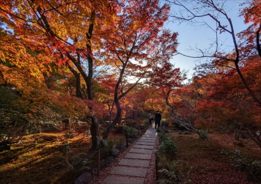 京都宝筐院の紅葉