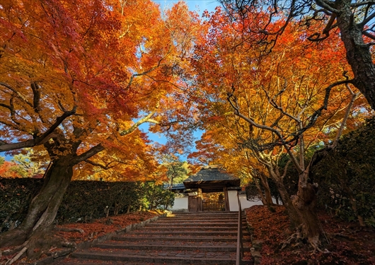 安楽寺の山門(紅葉)