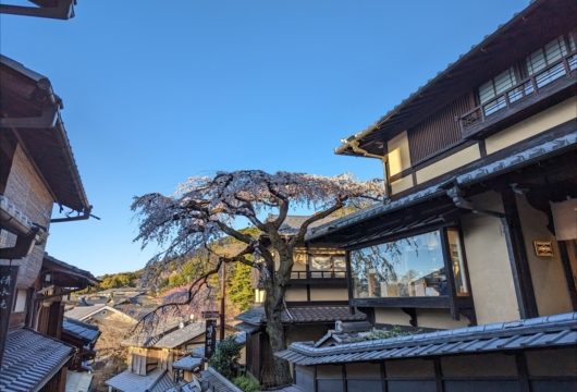 京都三年坂の枝垂れ桜