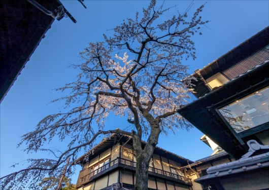 京都三年坂の枝垂れ桜