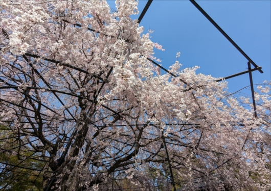 妙心寺の塔頭の枝垂れ桜
