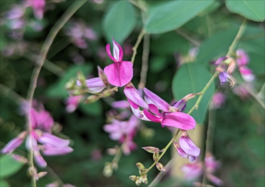 梨木神社の萩の花