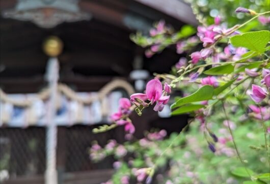 梨木神社萩の花