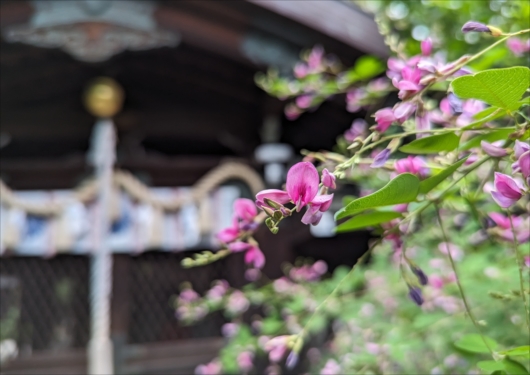梨木神社萩の花