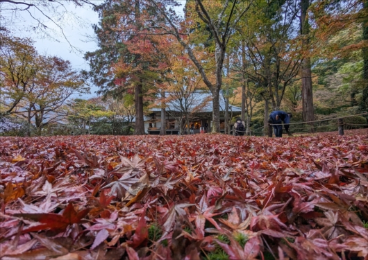 三千院門跡の有清園