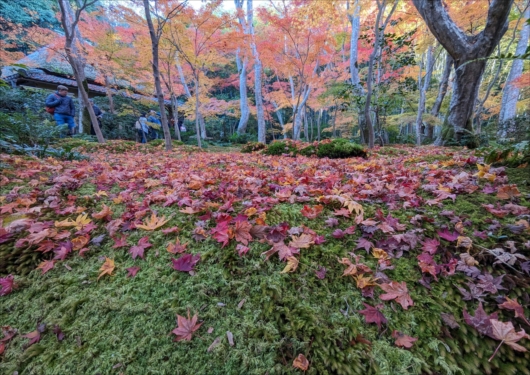 祇王寺の苔庭と紅葉