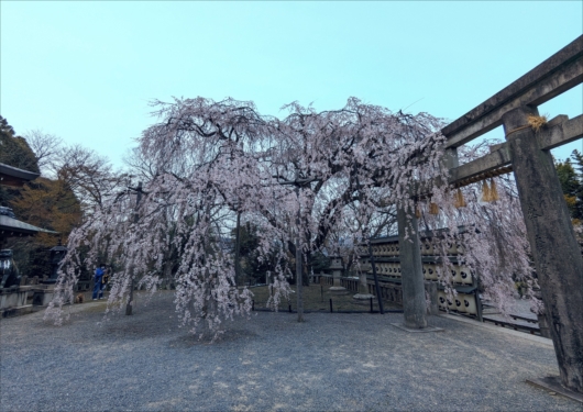 京都山科大石神社の枝垂れ桜