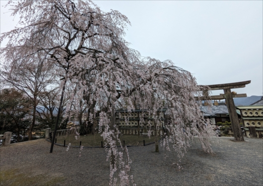 大石神社の枝垂れ桜
