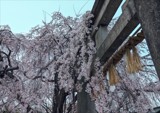 大石神社の枝垂れ桜と鳥居