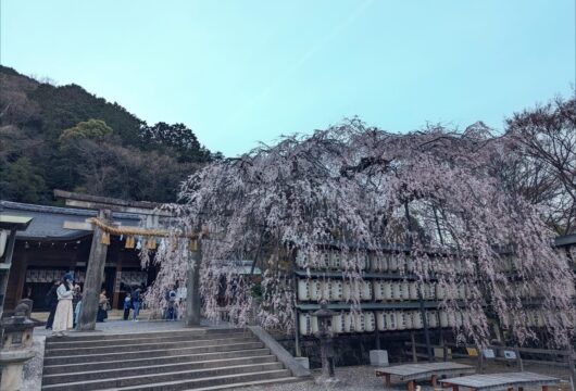 大石神社の枝垂れ桜