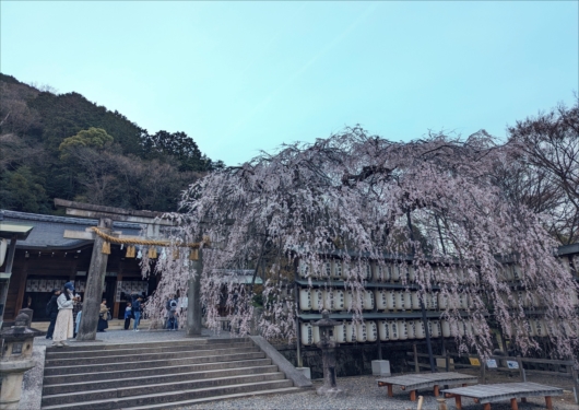 大石神社の枝垂れ桜