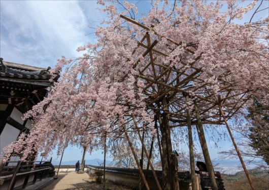 善峯寺薬師堂の枝垂れ桜