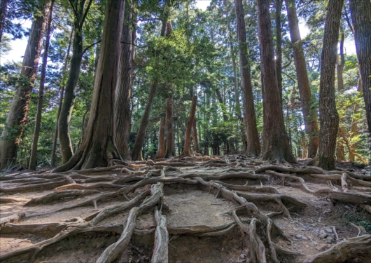 鞍馬寺の木の根道