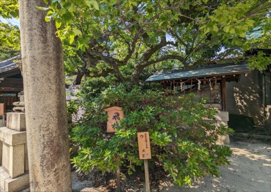 菅大臣神社飛梅