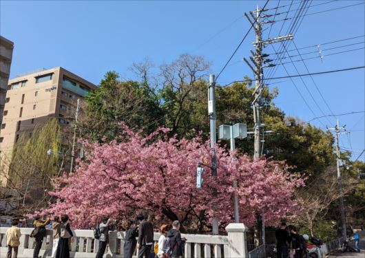 京都一条戻り橋の河津桜