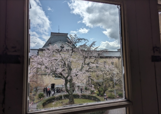 京都府庁の祇園枝垂れ桜