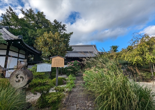 天寧寺境内のカヤの木