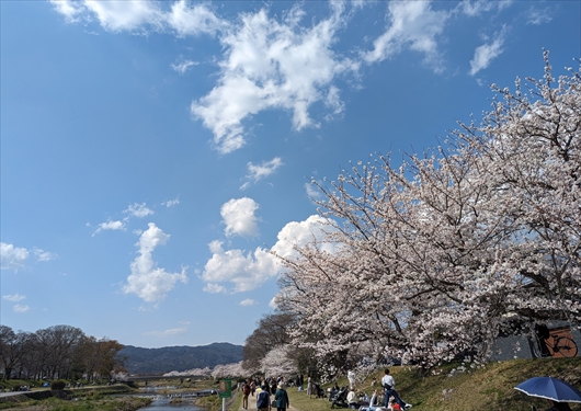 鴨西通の桜並木道