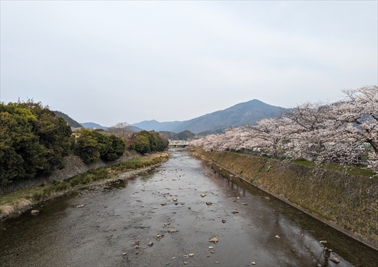 高野川の桜と比叡山