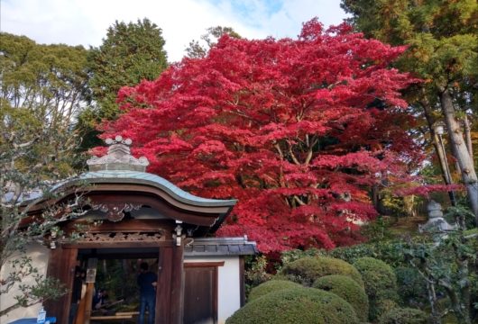 栄摂院の紅葉