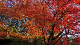 栄摂院の紅葉