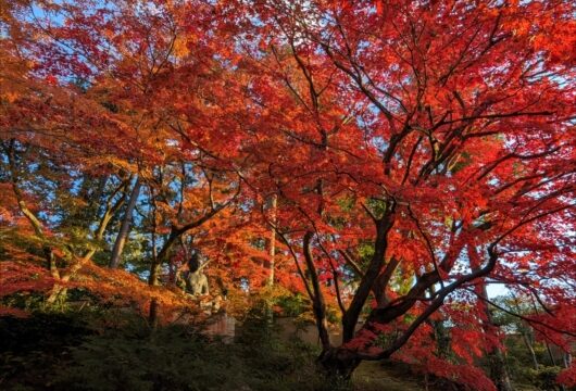 栄摂院の紅葉