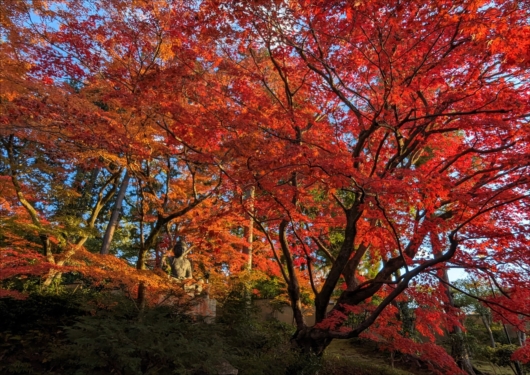 栄摂院の紅葉