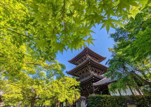 真如堂の三重塔(新緑)