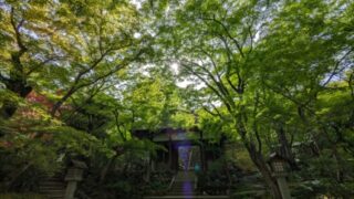 常寂光寺の山門前(新緑)