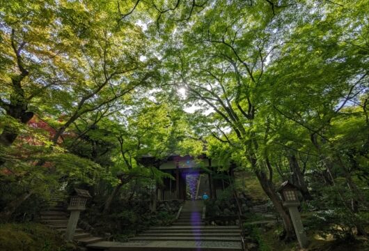 常寂光寺の山門前(新緑)