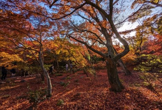 京都宝筐院の紅葉