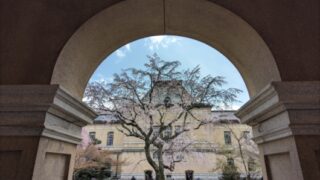 京都府庁の祇園枝垂れ桜