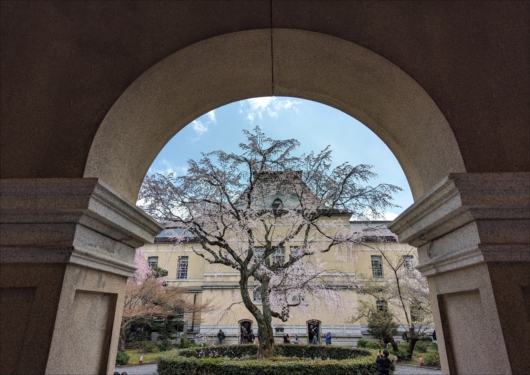 京都府庁の祇園枝垂れ桜